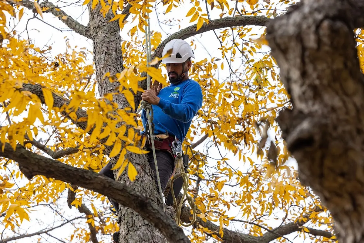 Skilled Tree Trimming crew working in Picacho